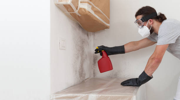 Basement Mold Remediation treatment on basement walls in Clinton